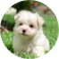 Maltese Puppies For Sale - Simply Southern Pups